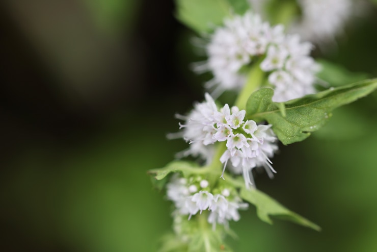 Canon RF100mm F2.8 L MACRO IS USM 作例：花