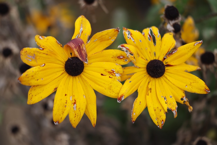 Canon RF100mm F2.8 L MACRO IS USM 作例：黄色い花