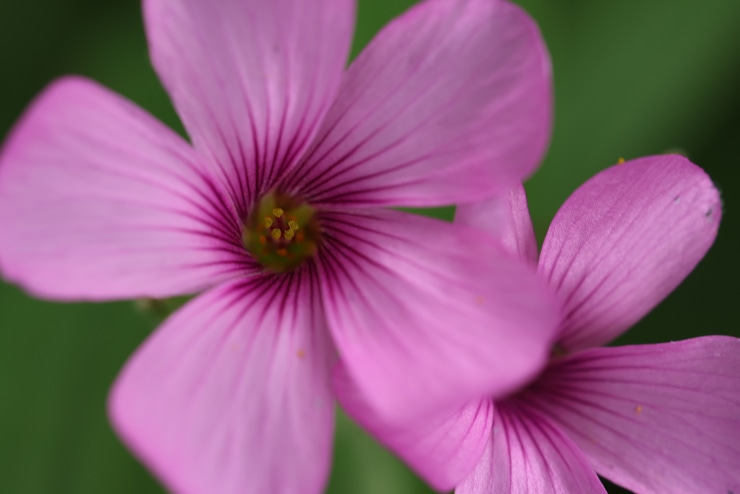 Canon RF100mm F2.8 L MACRO IS USM マクロ性能：花（1.4倍）