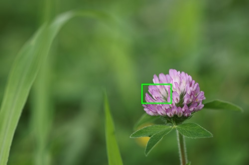 Canon RF100mm F2.8 L MACRO IS USM 画質：花
