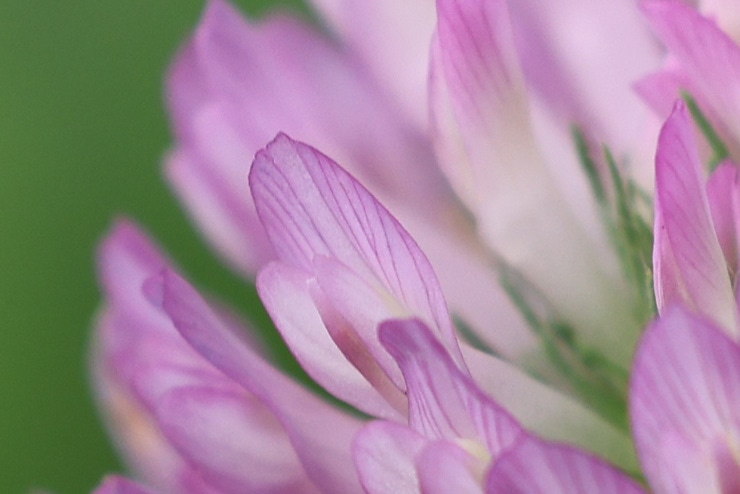 Canon RF100mm F2.8 L MACRO IS USM 画質：花（拡大）