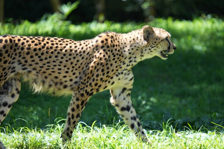 SIGMA 150-600mm F5-6.3 DG DN OS | Sports 実写レビュー一覧用画像