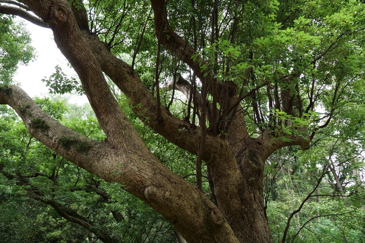 LUMIX G X VARIO 12-35mm / F2.8 II ASPH. / POWER O.I.S. 作例：木