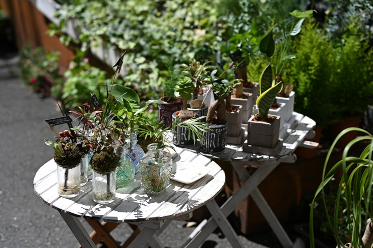 Nikon AF-S NIKKOR 85mm f/1.8 G 作例：観葉植物