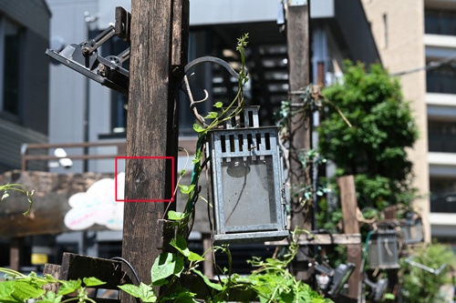 Nikon AF-S NIKKOR 85mm f/1.8 G 画質について