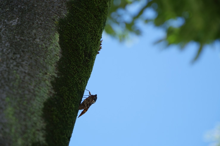 PENTAX HD PENTAX-DA★16-50mmF2.8ED PLM AW 作例：セミ