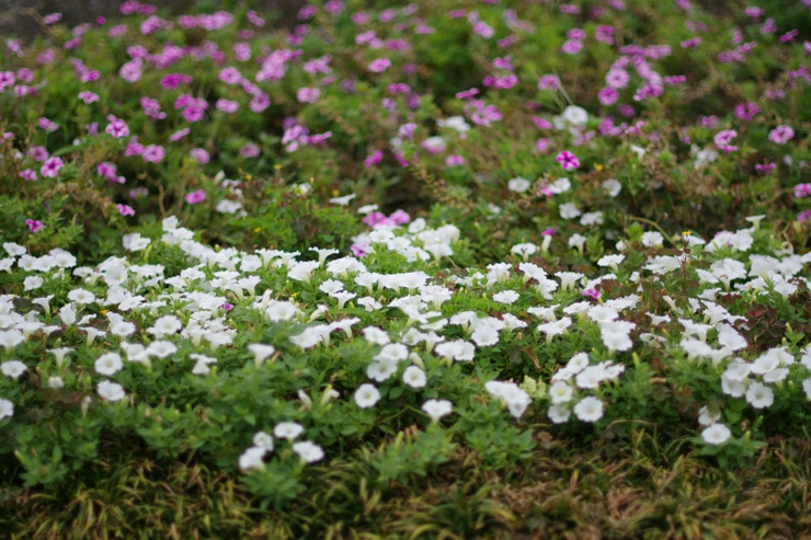 PENTAX smc PENTAX-DA★55mmF1.4 SDM 作例：白い花