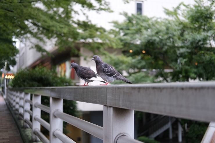 FUJIFILM XF35mmF2 R WR 作例：欄干に留まる鳩