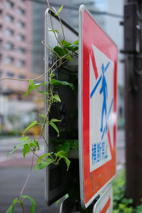 FUJIFILM XF35mmF2 R WR 作例：横断禁止の看板