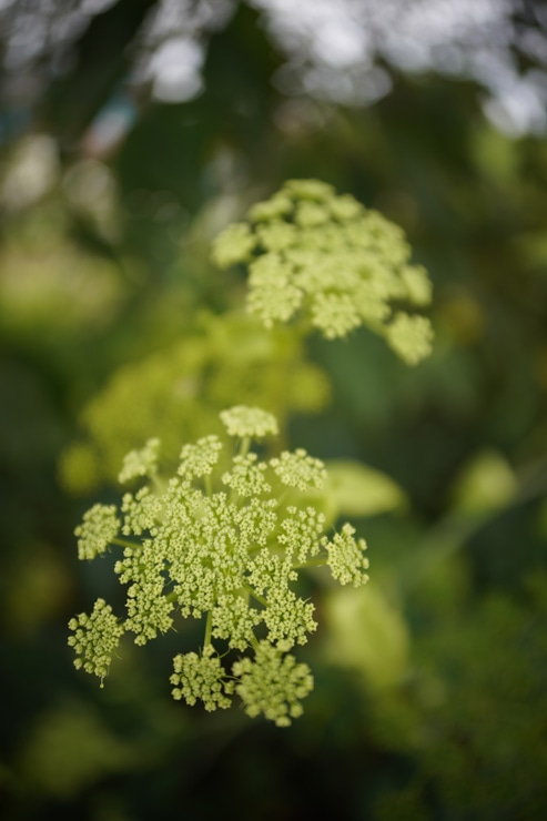 SIGMA 24mm F2 DG DN | Contemporary 作例：草花