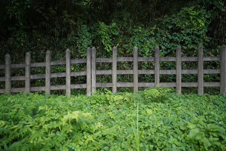 SIGMA 24mm F2 DG DN | Contemporary 作例：草花