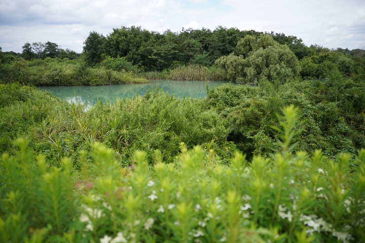 SIGMA 24mm F2 DG DN | Contemporary 作例：池