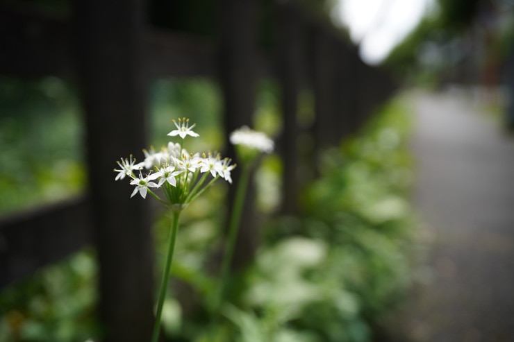 SIGMA 24mm F2 DG DN | Contemporary 作例：草花