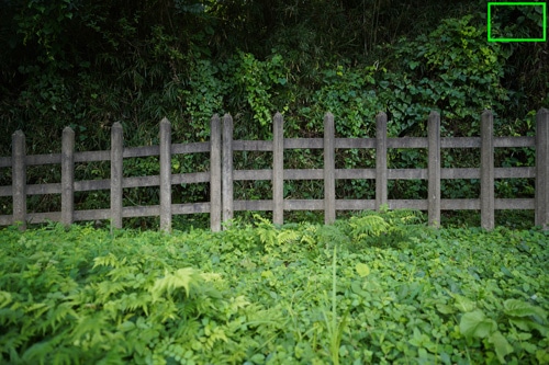 SIGMA 24mm F2 DG DN | Contemporary 画質：草花