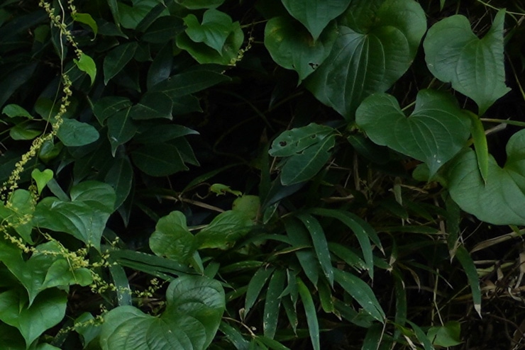 SIGMA 24mm F2 DG DN | Contemporary 画質：草花(拡大した画像)