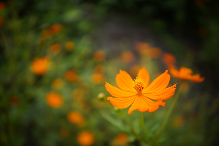 SIGMA 24mm F2 DG DN | Contemporary 実写レビュー一覧用画像