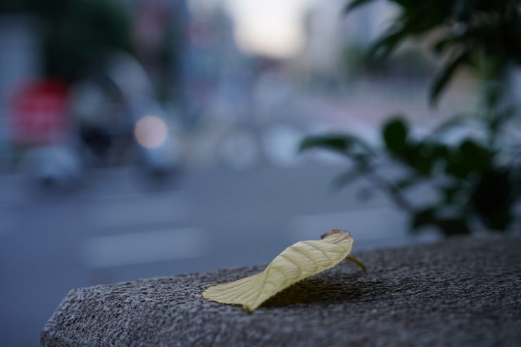 SIGMA 90mm F2.8 DG DN | Contemporary 作例：落ち葉