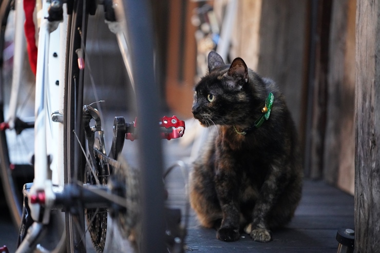 SIGMA 90mm F2.8 DG DN | Contemporary 作例：猫