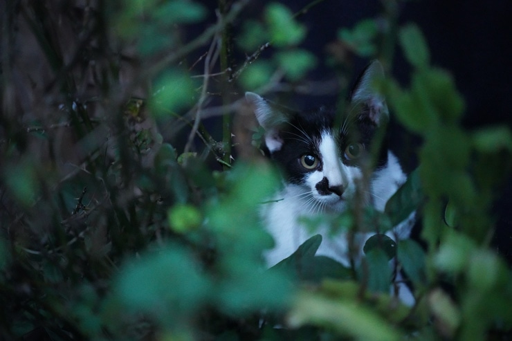 SIGMA 90mm F2.8 DG DN | Contemporary 作例：草むらと猫