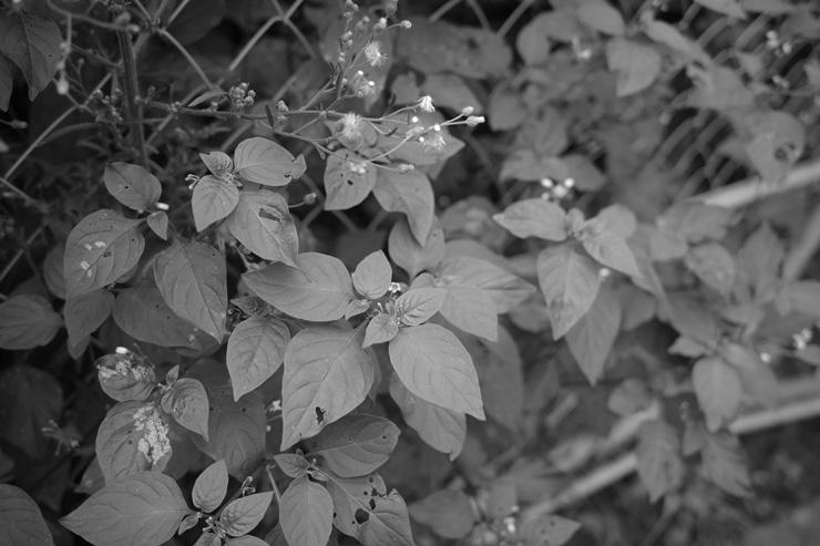 RICOH GR IIIx 作例：モノクロで撮影した植物