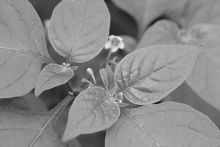 RICOH GR IIIx 画質：モノクロで撮影した植物(拡大した画像)
