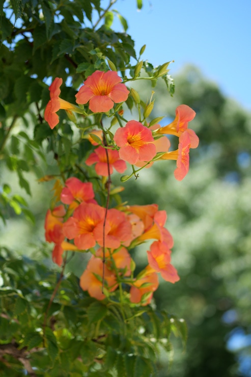 LUMIX G 42.5mm / F1.7 ASPH. / POWER O.I.S. 作例：花