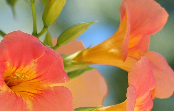 LUMIX G 42.5mm / F1.7 ASPH. / POWER O.I.S. 画質について：花(拡大した画像)