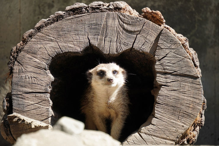 TAMRON 18-300mm F/3.5-6.3 Di III-A VC VXD 作例：ミーア―キャット