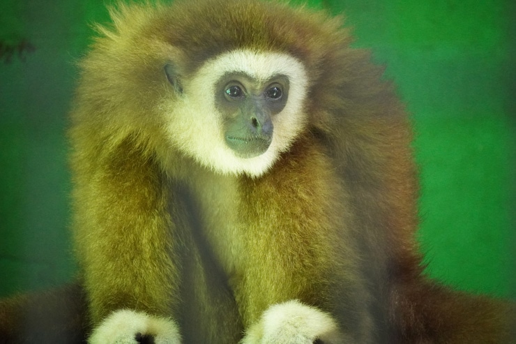 TAMRON 18-300mm F/3.5-6.3 Di III-A VC VXD 作例：シロテナガザル