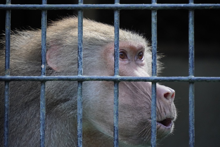 TAMRON 18-300mm F/3.5-6.3 Di III-A VC VXD 作例：マントヒヒ