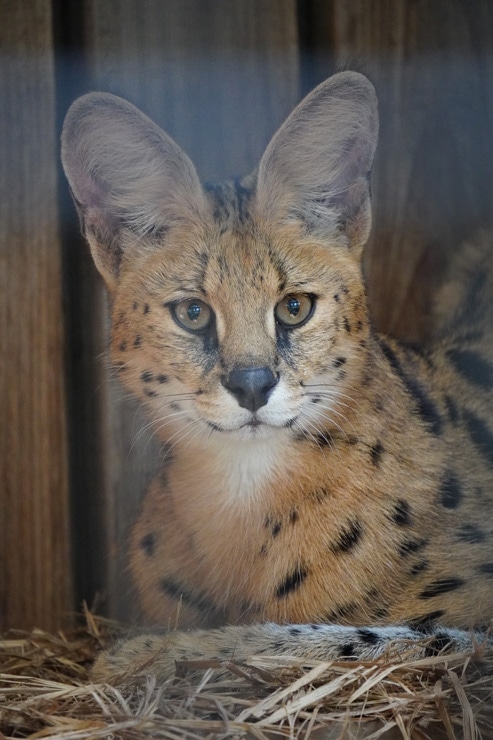 TAMRON 18-300mm F/3.5-6.3 Di III-A VC VXD 作例：サーバルキャット