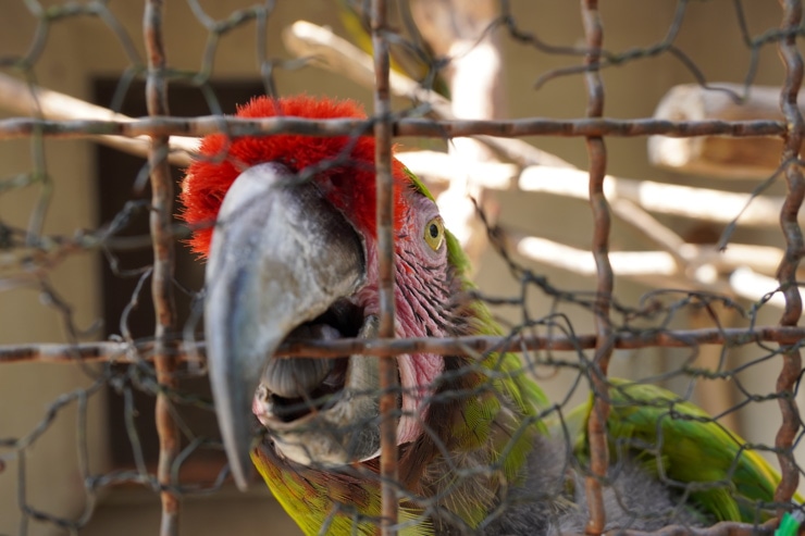 TAMRON 18-300mm F/3.5-6.3 Di III-A VC VXD 作例：オウム