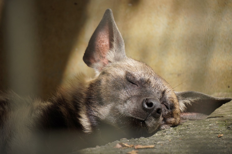 TAMRON 18-300mm F/3.5-6.3 Di III-A VC VXD 作例：ハイエナ