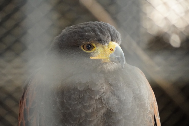 TAMRON 18-300mm F/3.5-6.3 Di III-A VC VXD 作例：鷹