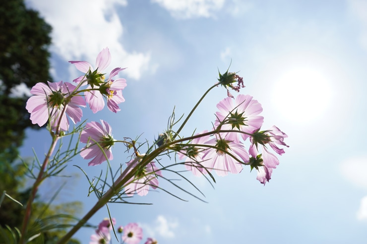 TAMRON 18-300mm F/3.5-6.3 Di III-A VC VXD 作例：コスモス