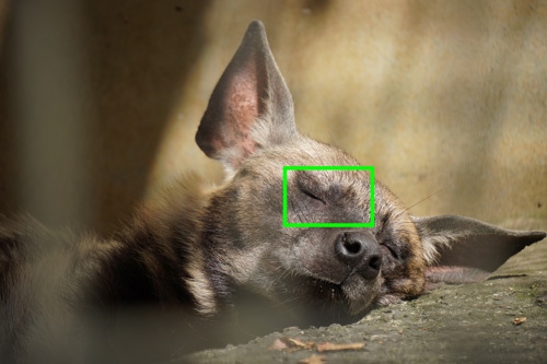 TAMRON 18-300mm F/3.5-6.3 Di III-A VC VXD 画質について：ハイエナ