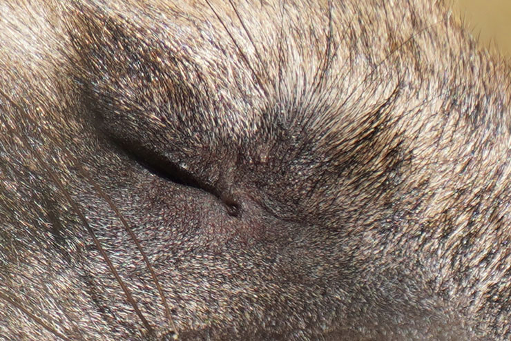 TAMRON 18-300mm F/3.5-6.3 Di III-A VC VXD 画質について：ハイエナ(拡大した画像)