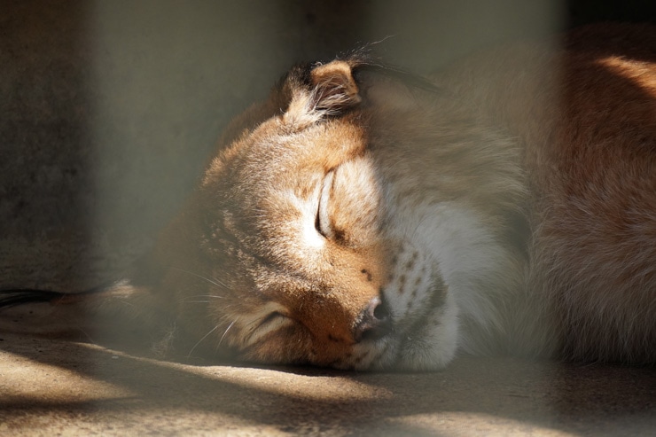 TAMRON 18-300mm F/3.5-6.3 Di III-A VC VXD 実写レビュー一覧用画像