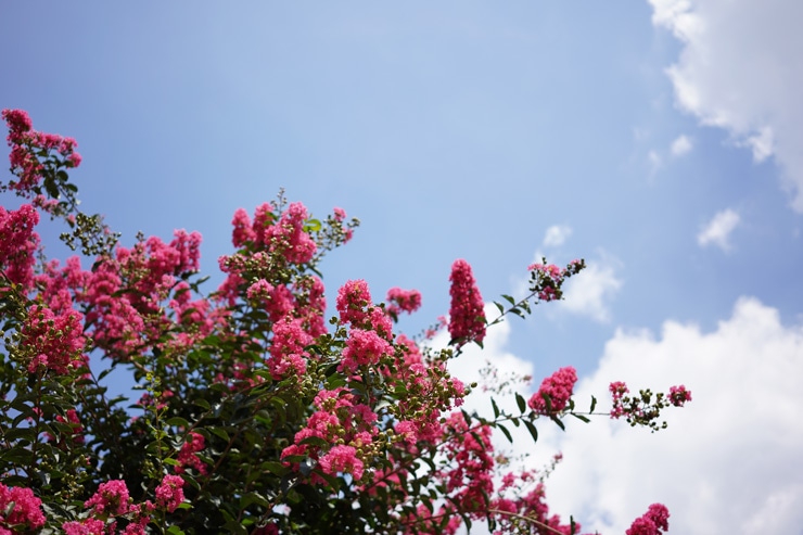 Sonnar T* FE 35mm F2.8 ZA 作例：青空とピンク色の花