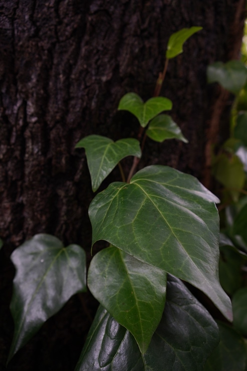 Sonnar T* FE 35mm F2.8 ZA 作例：ツタ