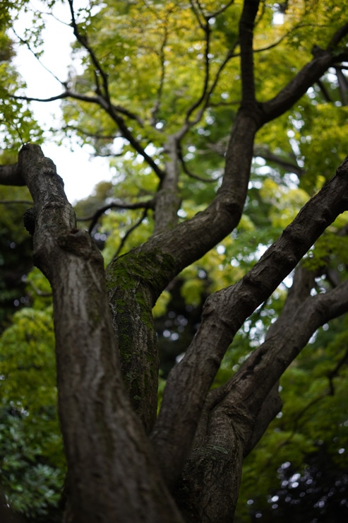 Sonnar T* FE 35mm F2.8 ZA 作例：木