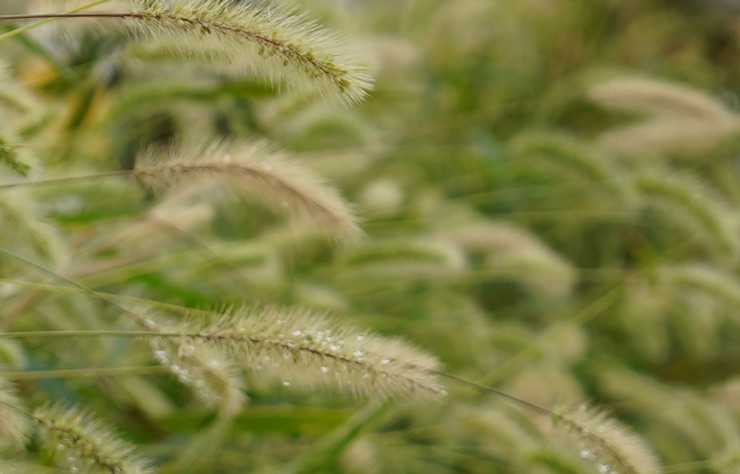 SONY  FE 28mm F2 画質：ねこじゃらし(拡大)