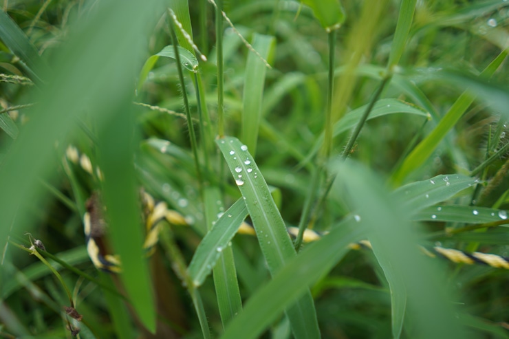 SONY  FE 28mm F2 作例：葉と水滴