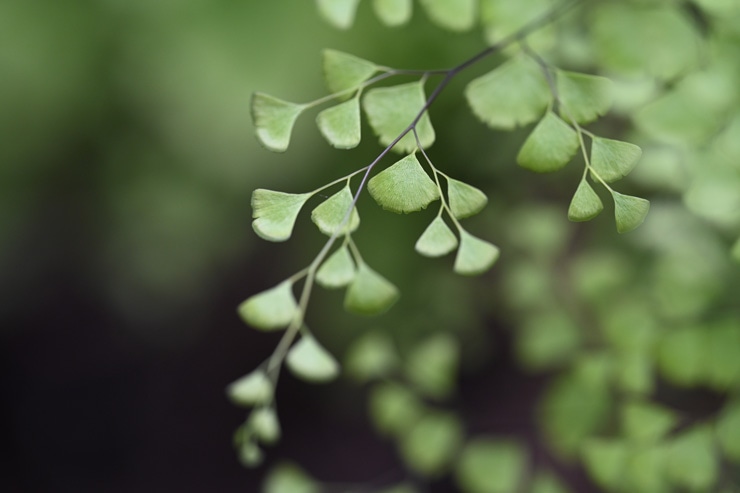 Nikon NIKKOR Z MC 105mm f/2.8 VR S 作例：葉