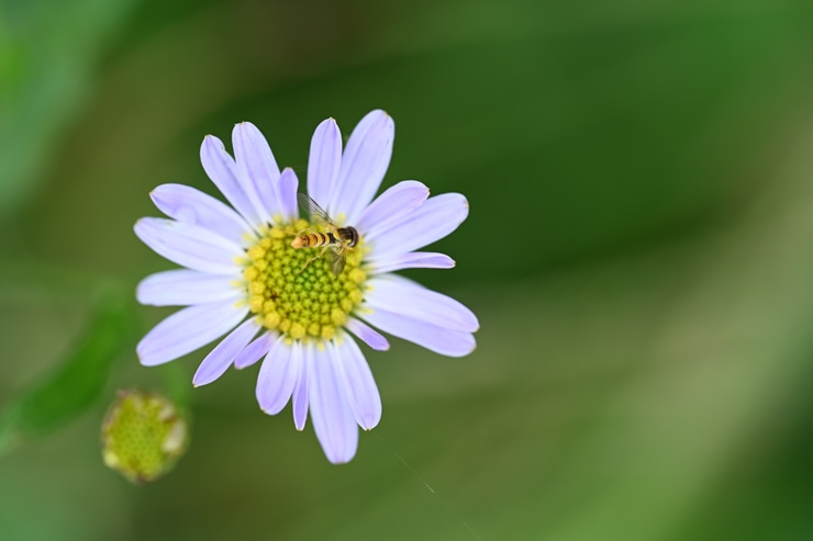 Nikon NIKKOR Z MC 105mm f/2.8 VR S 作例：花