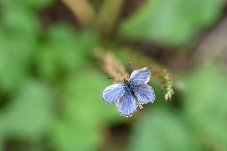 Nikon NIKKOR Z MC 105mm f/2.8 VR S 作例：蝶