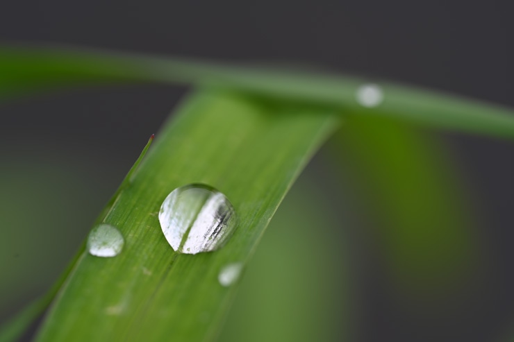 Nikon NIKKOR Z MC 105mm f/2.8 VR S 作例：雫