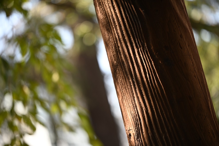 Nikon NIKKOR Z MC 105mm f/2.8 VR S 作例：木