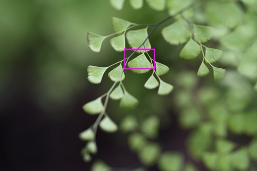 Nikon NIKKOR Z MC 105mm f/2.8 VR S 画質：葉