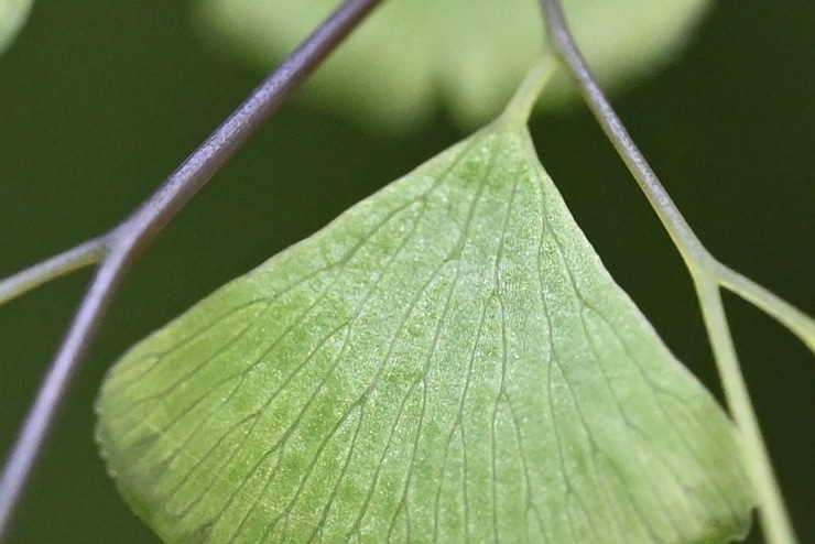 Nikon NIKKOR Z MC 105mm f/2.8 VR S 画質：葉(拡大した画像)